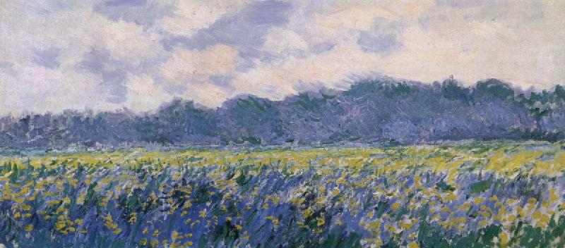 Claude Monet Field of Irses at Giverny oil painting picture